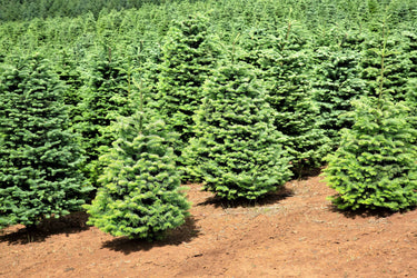 20 DOUGLAS FIR Tree Abies Pseudotsuga Menziesii Christmas Tree Blue Douglas Pine Spruce Native Evergreen Seeds